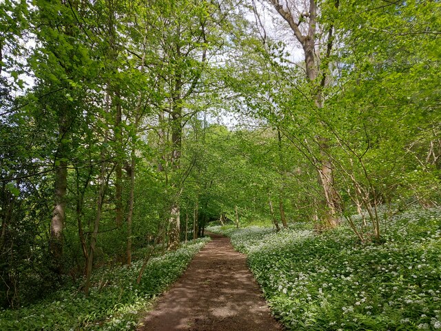 Wild garlic lining the path through a haunted Shincliffe Wood