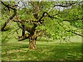 SE9283 : Sweet chestnut tree near the public footpath south of Wydale Hall by Humphrey Bolton