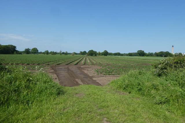 Potato fields beside Sandwith Lane
