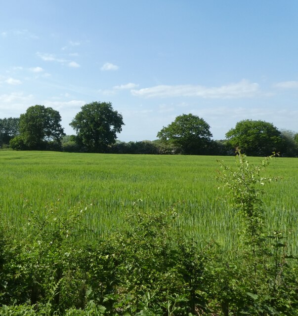 Fields north of Chestercourt Lane