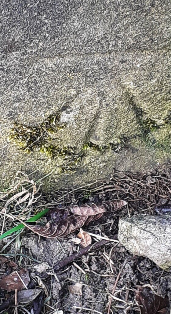 benchmark-on-pier-of-boundary-wall-of-roger-templeman-geograph