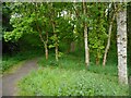 Path through the trees