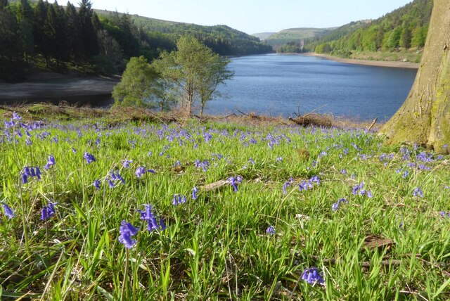 Bluebells beside Derwent Reservoir