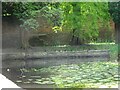 Ducks on the Lily Pond