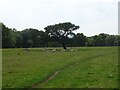 Animal track, Underbillinge