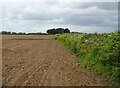 Sandy field and hedgerow