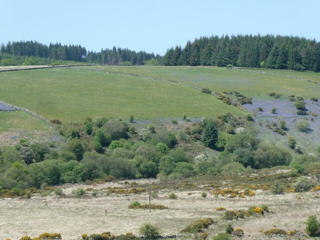 Bluebells on a slope near Bellever