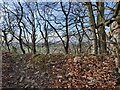 Woodland at Wenlock Edge