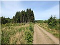 Road, Blairadam Forest