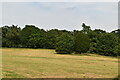 Windsor Great Park