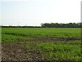 Crop field near Old Hall Farm