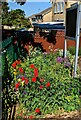 Colourful display in June 2023, Stonehouse, Gloucestershire