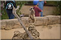 Meerkat, Cotswold Wildlife Park