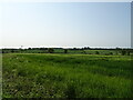 Cereal crop, Winston Green