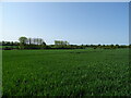 Cereal crop, Aspall