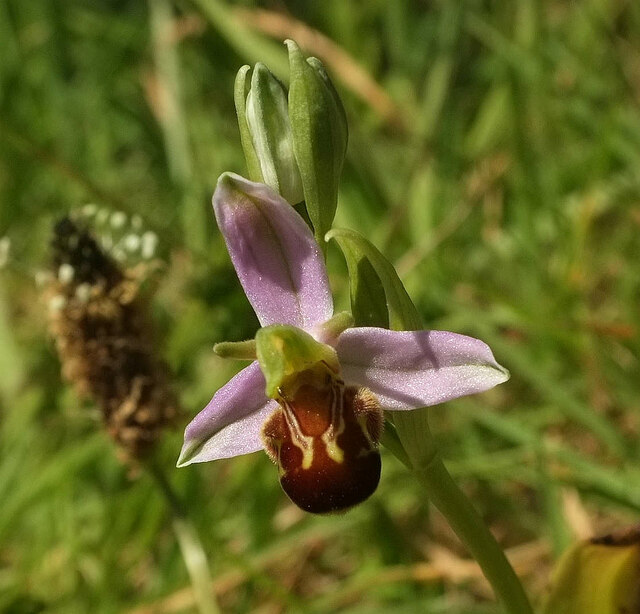Bee orchid, Fermoy's car park