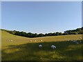 Sheep on the downs