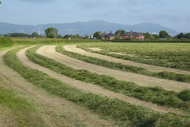 A field cut for silage