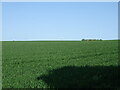 Cereal crop, Castle Hill