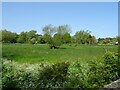 Grazing near the River Dove, Eye