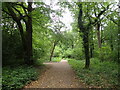 A path in Staffhurst Wood