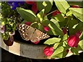 Speckled wood butterfly