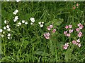 SK6049 : Red and White Campions (Silene dioica and Silene alba) by Alan Murray-Rust