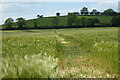 Farmland, Westcott