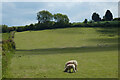 Pasture, Nether Winchendon