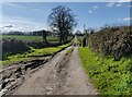 Pilgrim Lane at Pilgrim Cottages