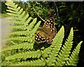 NT2788 : Speckled wood butterfly by Richard Sutcliffe