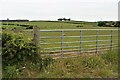 Pasture at Ploughland Holdings