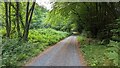 Bridleway in Minwear Wood