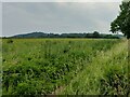 Farmland next to Sandy Lane