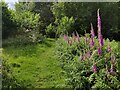 Foxgloves near Easthams Coppice