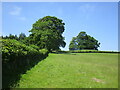 Grass field near Green Farm