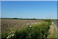 Fields beside Sandhill Lane