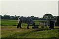 Horse at Burton Holme Farm