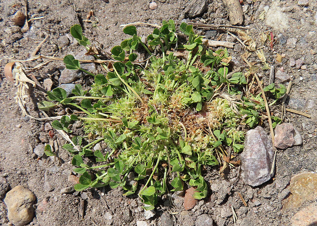 Suffocated Clover (Trifolium suffocatum)