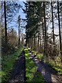 Track through Northway Wood