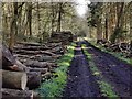 Timber stacks in Northway Wood