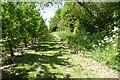 Footpath passing through an orchard