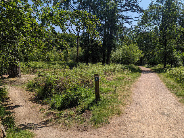 Family Cycle Trail, Forest of Dean © Robin Webster :: Geograph Britain ...