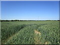 Wheatfield off Crawcroft Lane