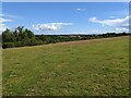 Grassland above Y Felinheli