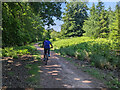 Family Cycle Trail, Forest of Dean