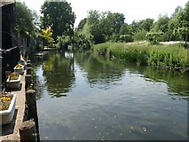 TR1859 : River Great Stour at Fordwich by Marathon
