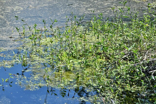 Strumpshaw Fen, Lackford Run: Ditch © Michael Garlick cc-by-sa/2.0 ...