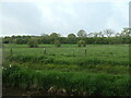 Field near Goldstone Stud Farm