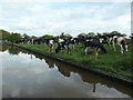 Herd of dairy cows, near Home Farm